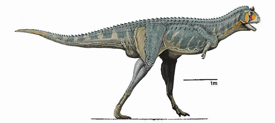 Reconstruction of Carnotaurus sastrei in lateral view showing the vestigial arms and a 1-meter scale bar