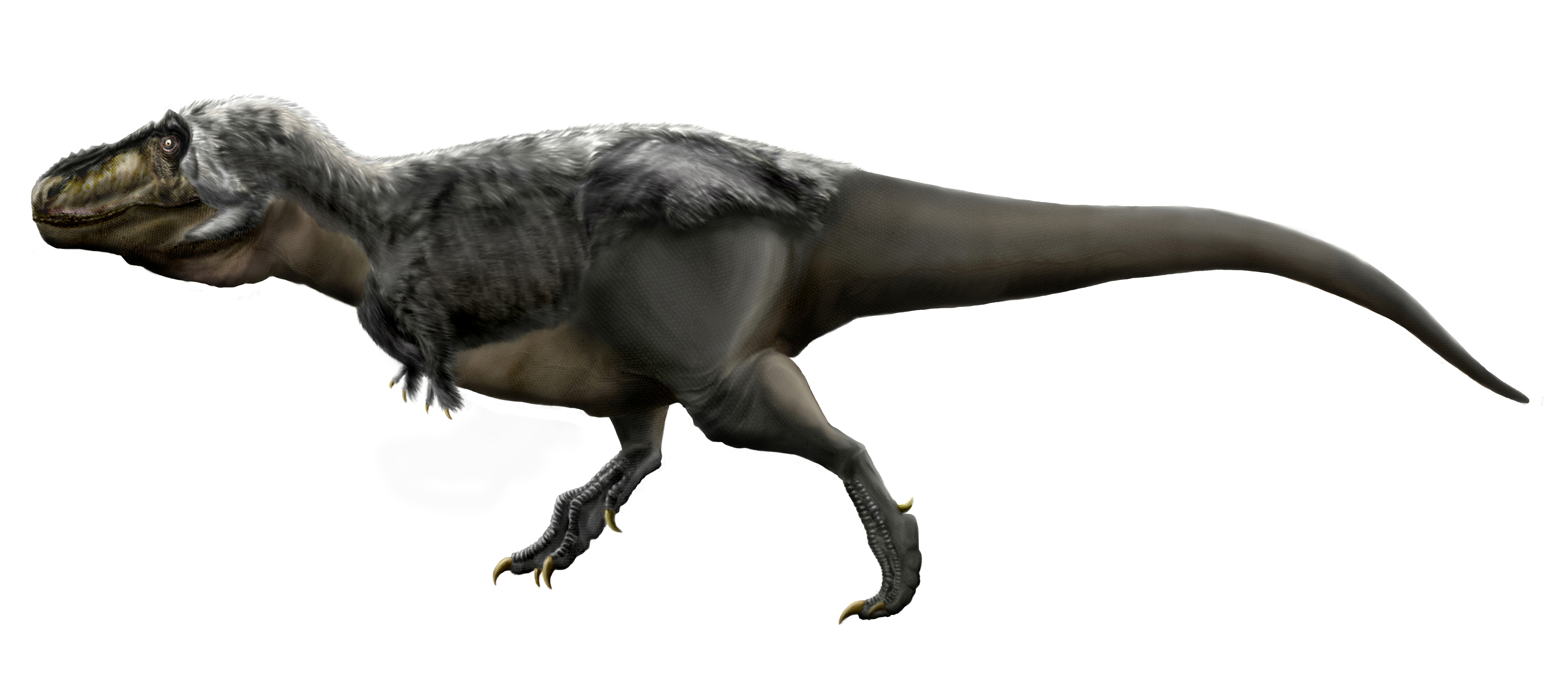 Reconstruction of Tyrannosaurus rex in lateral view showing the robust skull and the tiny arms
