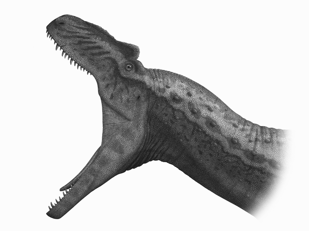 Allosaurus jaws at maximum gape