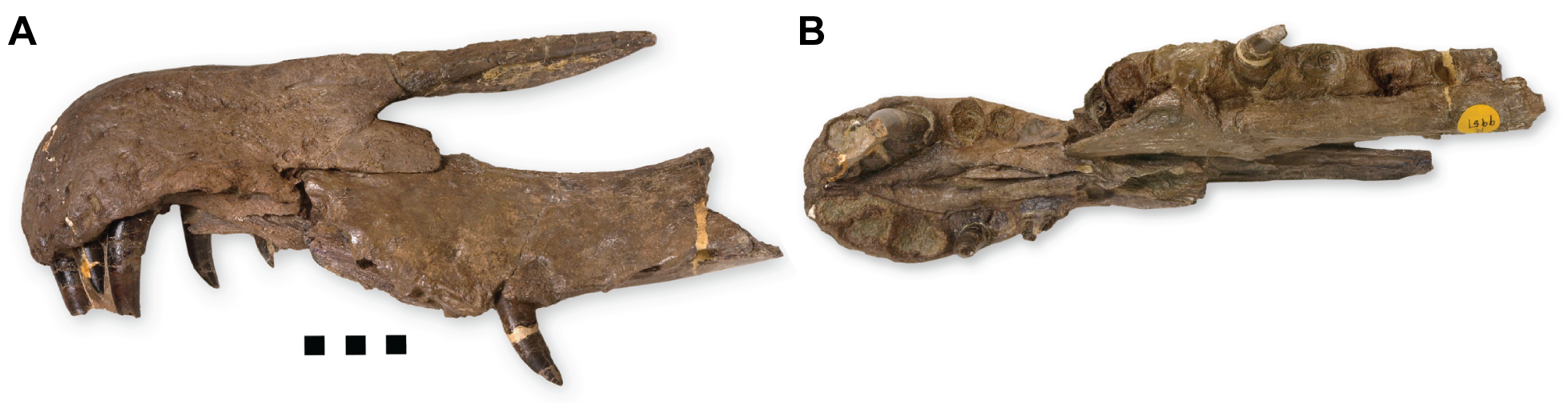 Rostrum of Baryonyx walkeri in lateral view