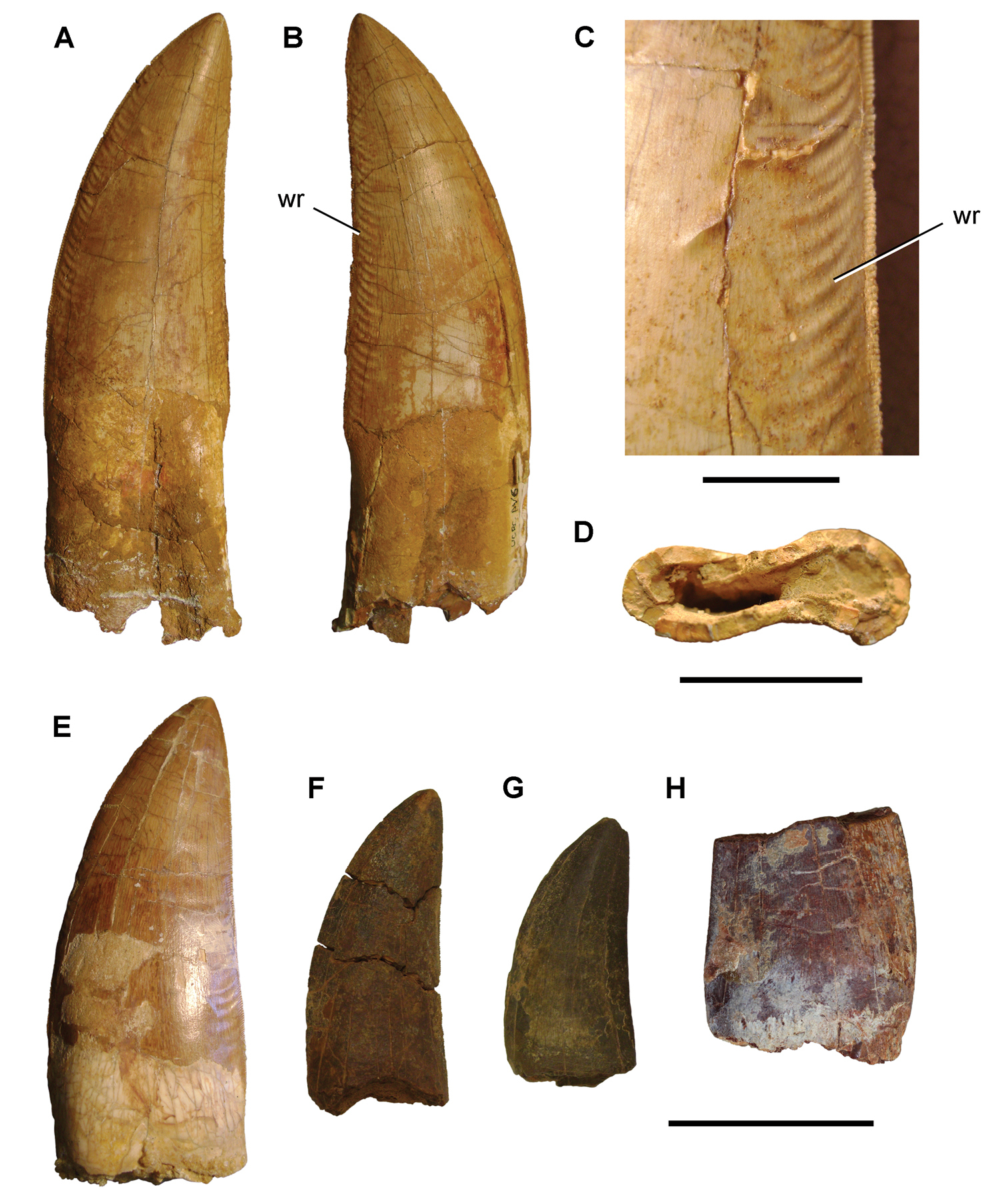 Set of Carcharodontosaurus teeth showing serrations