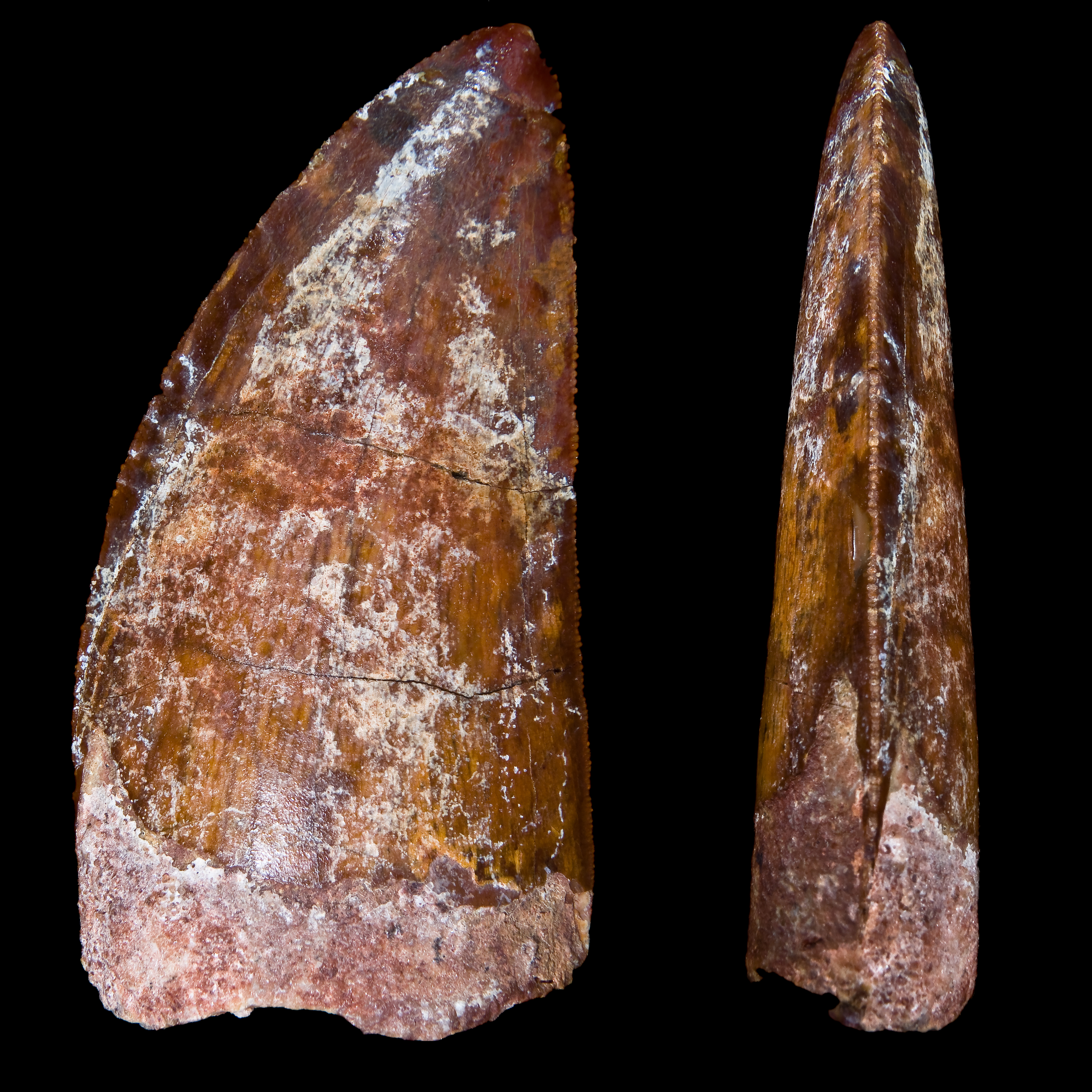 Tooth of Carcharodontosaurus saharicus in front and profile views