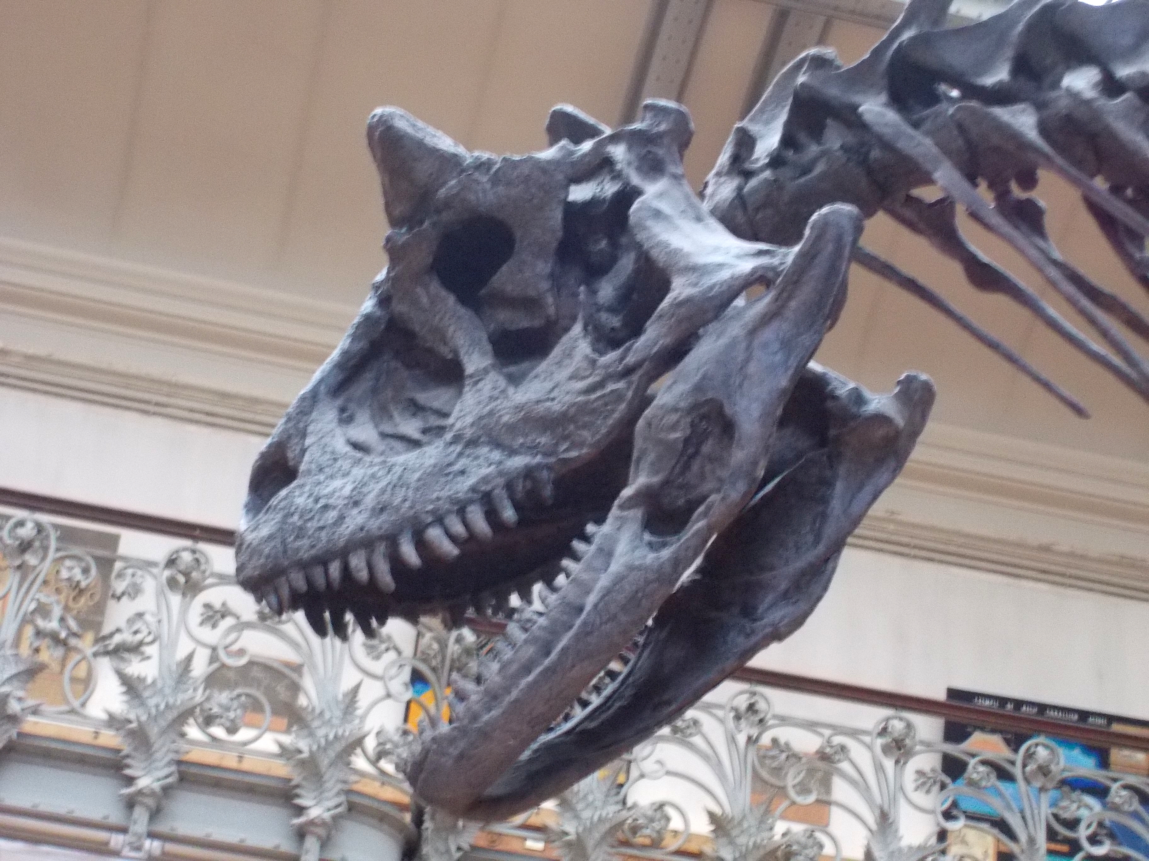 Skull of Carnotaurus sastrei in lateral view