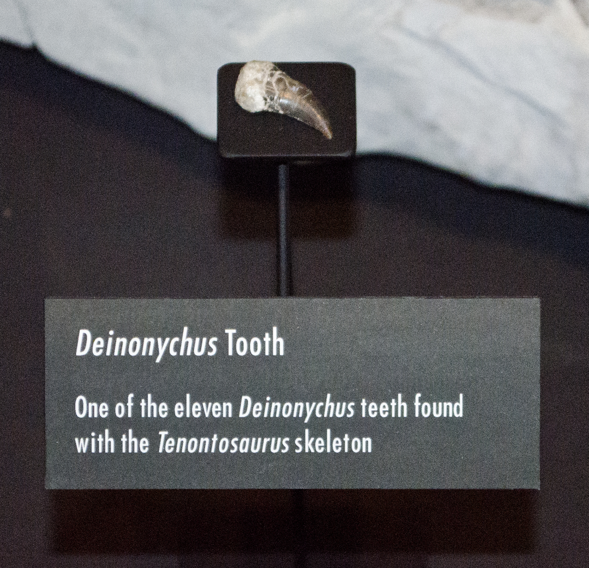 Fossil tooth of Deinonychus, Carbon County, Montana