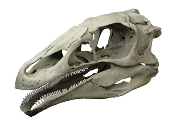 Reconstructed skull of Erlikosaurus andrewsi