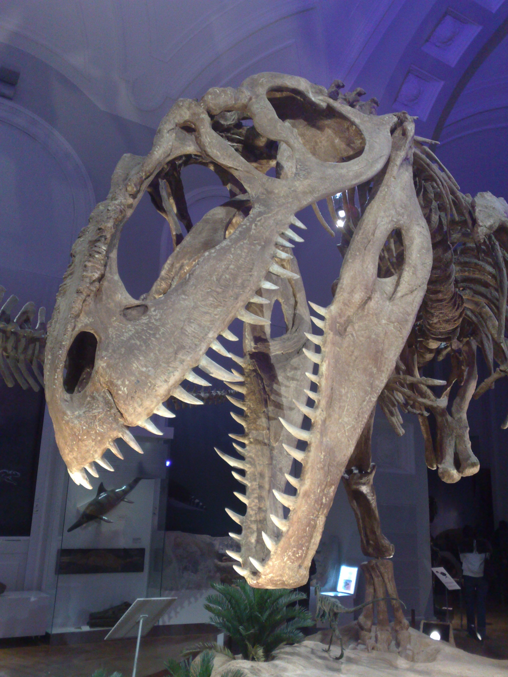 Mounted skull of Giganotosaurus in a museum