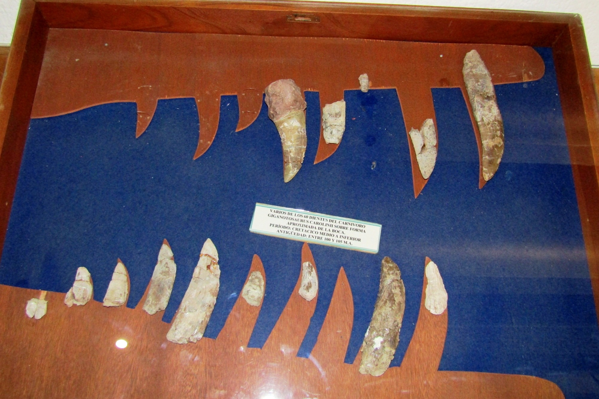 Fossil teeth of Giganotosaurus on display at the El Chocón museum, Argentina
