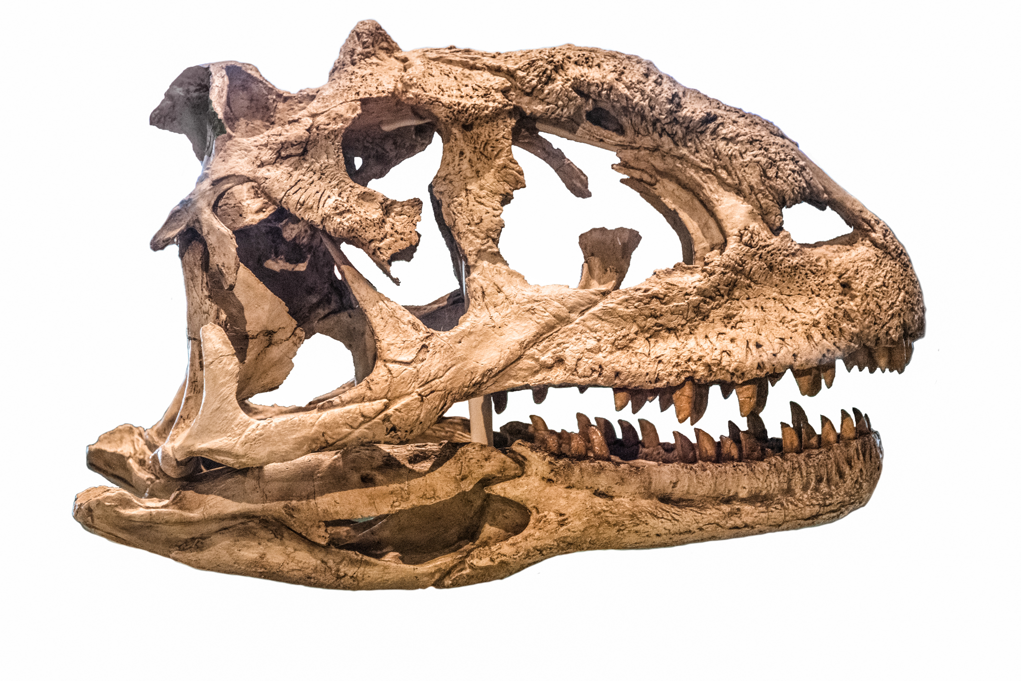 Cast of the skull of Majungasaurus crenatissimus, Field Museum