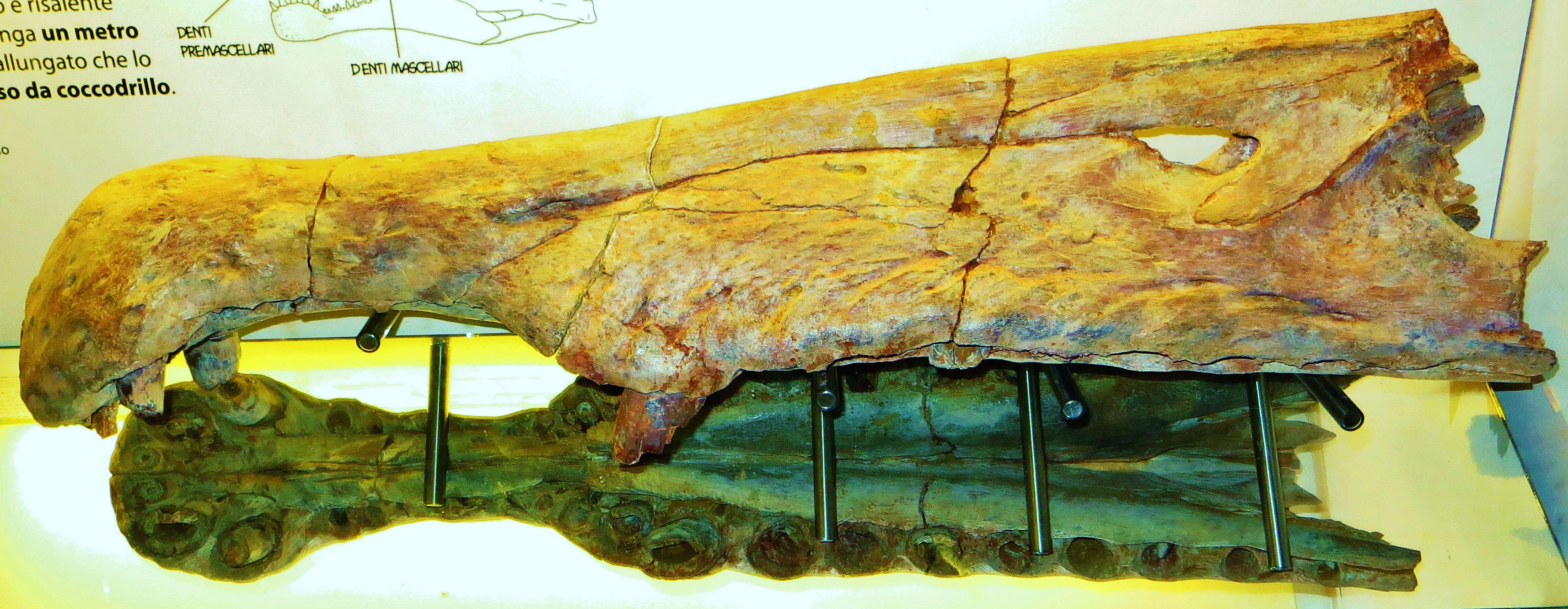 Maxilla and premaxilla of Spinosaurus showing conical teeth in sequence
