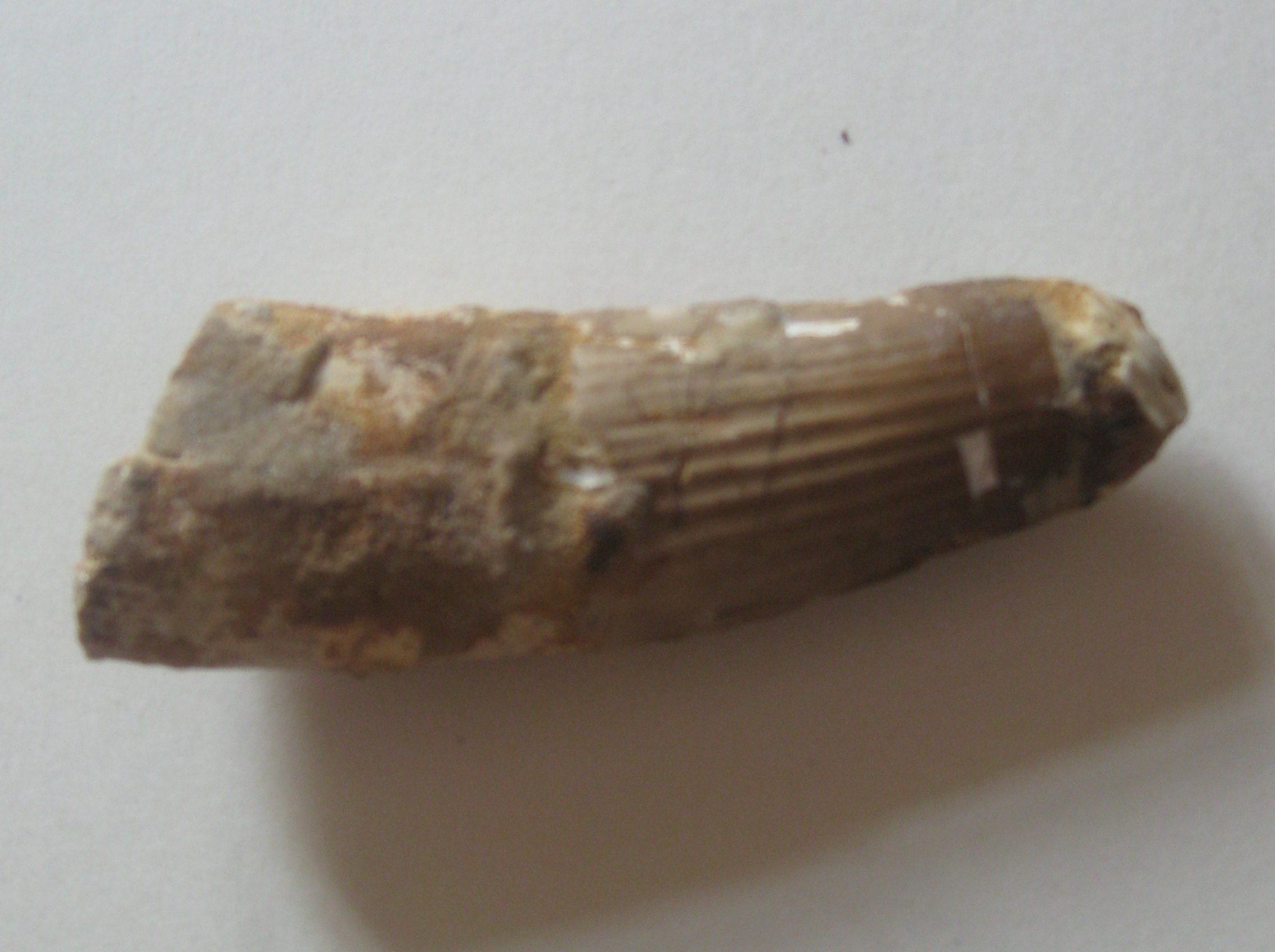 Isolated tooth of Spinosaurus aegyptiacus, conical shape