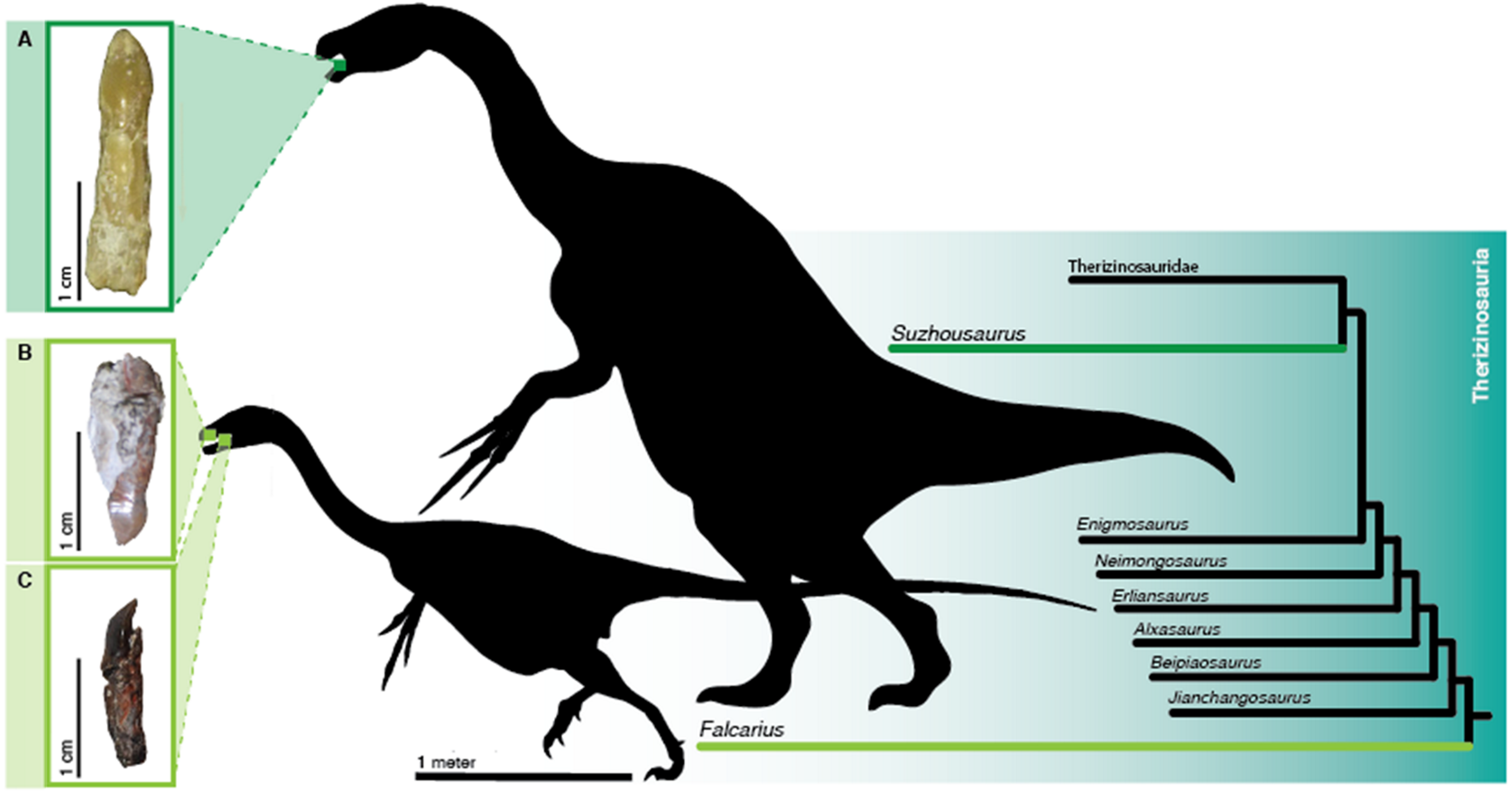Comparison of teeth from Falcarius and Suzhousaurus, basal therizinosaurids