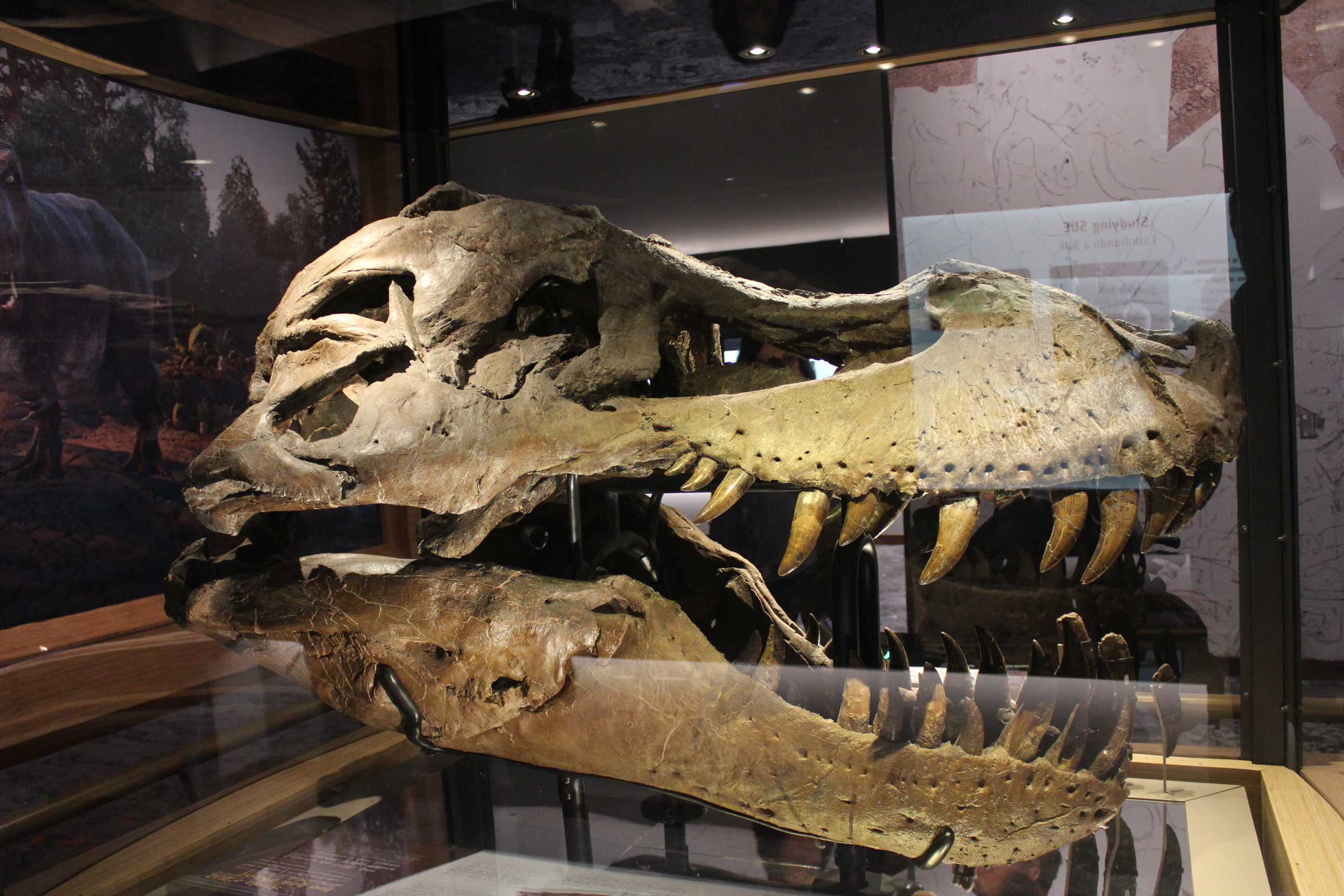 Skull of Tyrannosaurus rex (specimen Sue) at the Field Museum, Chicago