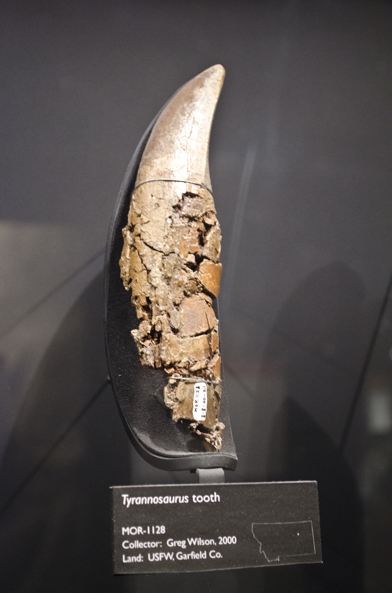 Fossil tooth of Tyrannosaurus rex