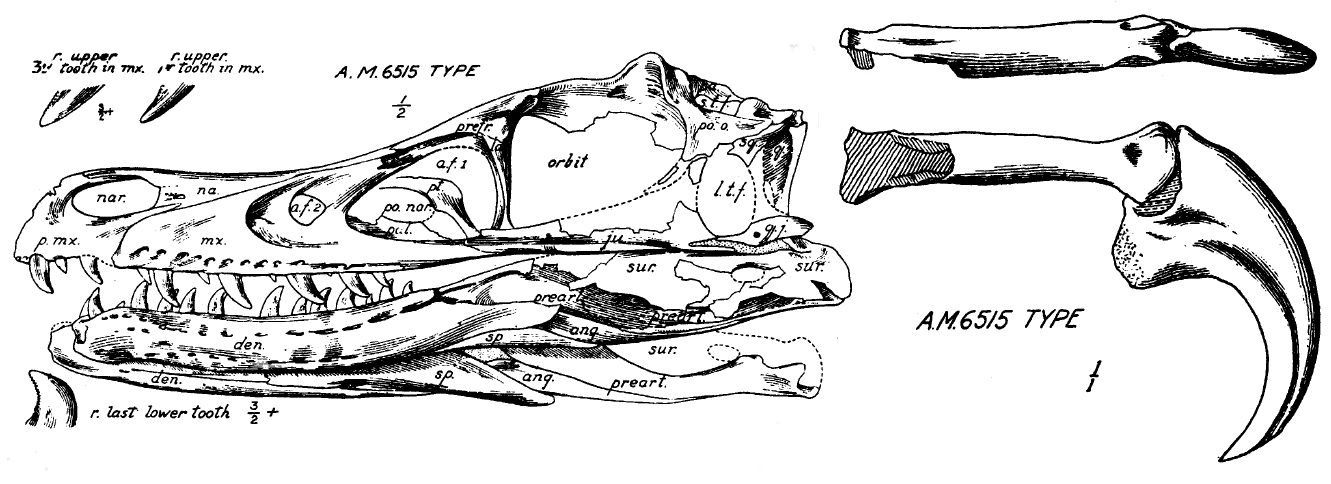 Type skull and jaw of Velociraptor mongoliensis