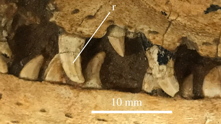 Teeth of the holotype of Velociraptor mongoliensis
