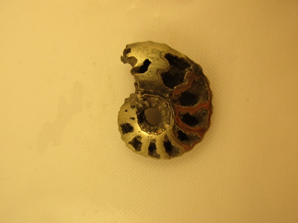 Amonite piritizado: exemplo de substituição mineral por pirita