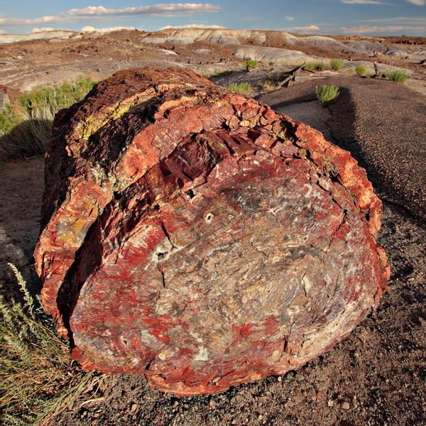 Tronco petrificado por permineralização, Petrified Forest, Arizona