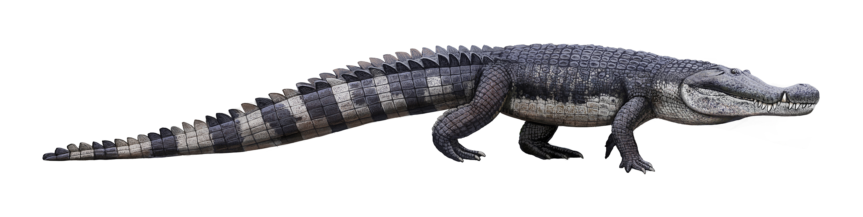 Crocodyliformes