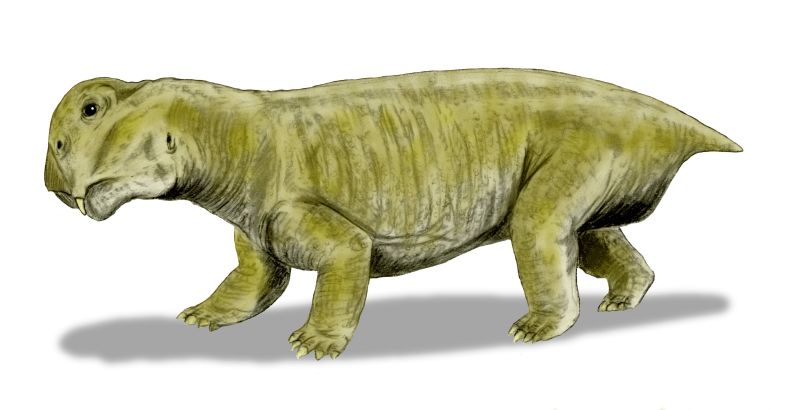 Dicynodonts