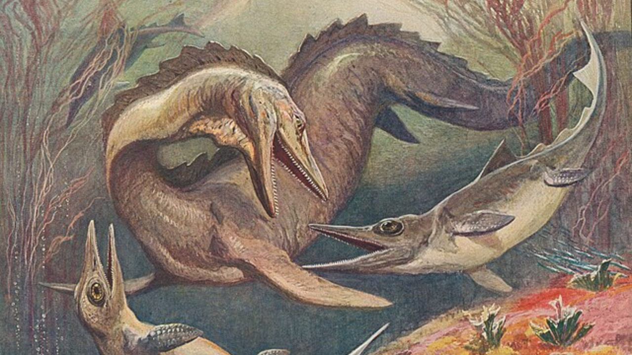 Mosasaurus hoffmannii