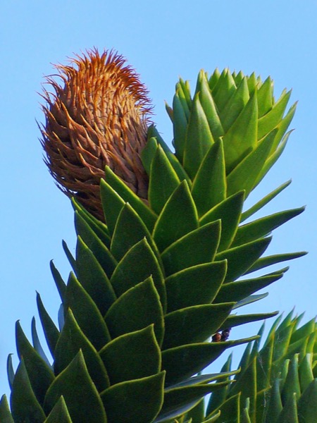 Araucaria araucana viva, Patagônia