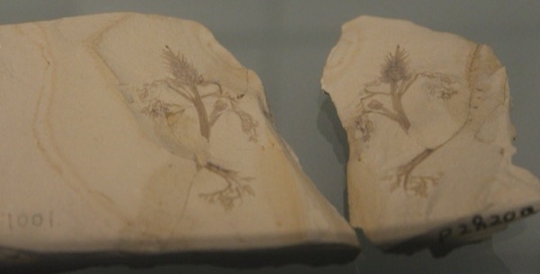 Fóssil de Archaefructus, uma das primeiras angiospermas