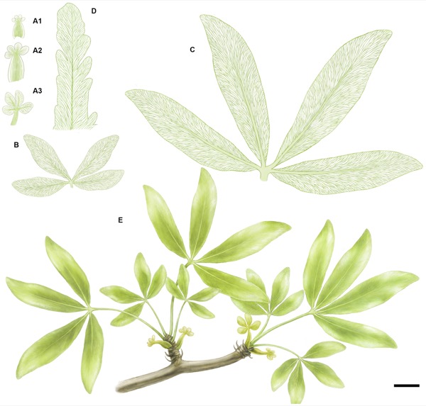Reconstituição de Sagenopteris, planta mesozoica