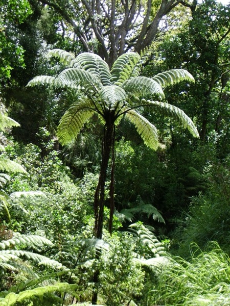 Samambaia arborescente Cyathea medullaris