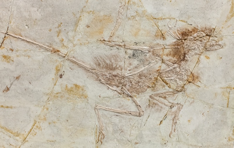 Fossil de Microraptor gui, Liaoning