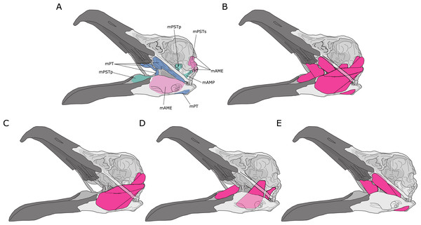 Figure 1: Jaw adductor muscles and functional muscle groupings in extant archosaurs. (A) Attachment sites for jaw adductor muscles are depicted on a skull of a herring gull ( Larus fuscus ). Abbreviations are as follows: mAME, M. adductor mandibulae externus; mPSTs, M. pseudotemporalis superficialis; mPSTp, M. pseudotemporalis profundus; mAMP, M. adductor mandibulae posterior; and mPT, M. pterygoideus. Adductor muscle anatomy is then depicted for: (B) all adductor muscles; (C) temporal muscle gr
