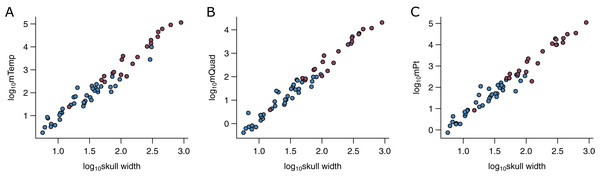 Figure 2: Relationships between physiological cross-sectional areas and skull width in the PPM training set ( N = 59). Relationships between physiological cross-sectional areas A Phys for each of the three muscle groups and skull width ( W Sk ) are shown for extant (blue) and extinct (red) archosaurs in the PPM training set ( N = 59): (A) temporal muscle group (mTemp); (B) quadrate muscle group (mQuad); and (C) pterygoid muscle group (mPt). Download full-size image DOI: 10.7717/peerj.13731/fig-2