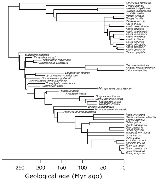 Figure 3: Phylogeny of extant and extinct saurians ( N = 59) used in the phylogenetic predictive modelling. The extant portion of the tree was taken from the TimeTree of Life and extinct tips inserted at the relevant positions. Download full-size image DOI: 10.7717/peerj.13731/fig-3