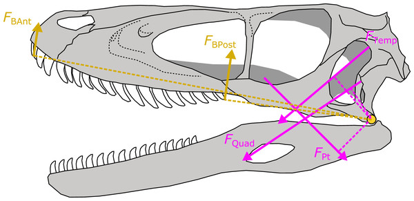 Figure 4: Schematic depiction of a static lever model to estimate bite force in extinct dinosaurs. Bite force ( F BAnt and F BPost ) was estimated in extinct dinosaurs using a static lever model as shown on a skull and mandible reconstruction of Deinonychus (author’s own work). F BAnt , anterior bite force; F BPost , posterior bite force; F Temp , temporal group muscle force; F Quad , quadrate group muscle force; F Pt , pterygoid group muscle force. Download full-size image DOI: 10.7717/peerj.13