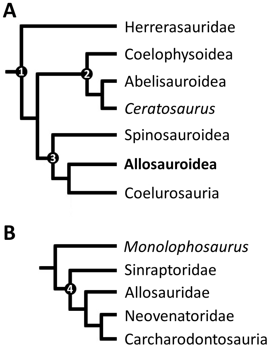 Figure 1. Generalized theropod phylogenies.