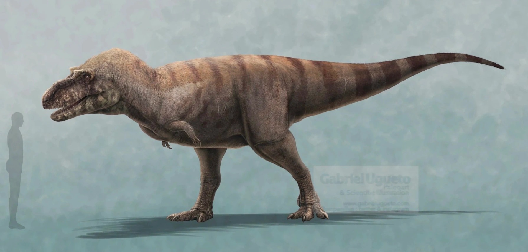 Comparação de tamanho entre Albertosaurus sarcophagus e silhueta humana.