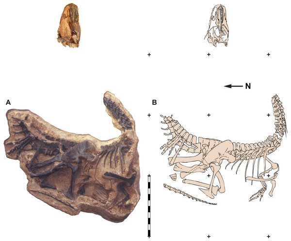 Figure 1: Quarry map of DINO 11541. Photograph of a painted cast of parts of the skeleton and skull of DINO 11541 in their original positions with respect to each other (A) and an explanatory line drawing taken from original quarry photos (B). Photos by Dan Chure. Scale bar equals one m. Download full-size image DOI: 10.7717/peerj.7803/fig-1