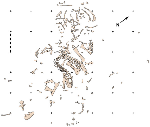 Figure 2: Quarry map of MOR 693. Quarry map of recovered elements of Big Al (MOR 693) from the Howe Quarry near Shell, Wyoming. Scale bars equals one m. Redrawn with permission from original artwork by Scott Hartman. Scale bar equals one m. Download full-size image DOI: 10.7717/peerj.7803/fig-2