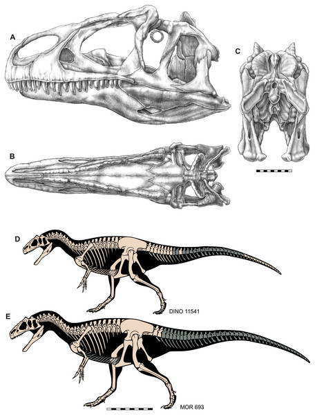 Figure 3: Skull and skeletal reconstructions of Allosaurus jimmadseni . Idealized skull of Allosaurus jimmadseni in lateral (A), dorsal (B) and posterior (C) views. Skeletal reconstructions of DINO 11541 (D) and MOR 693 (E). Missing elements in indicated in gray. A–C original artwork by Samantha Zimmerman; D and E are modified from artwork by Scott Hartman. Scale bar equals 10 cm for A–C; one m for D and E. Download full-size image DOI: 10.7717/peerj.7803/fig-3