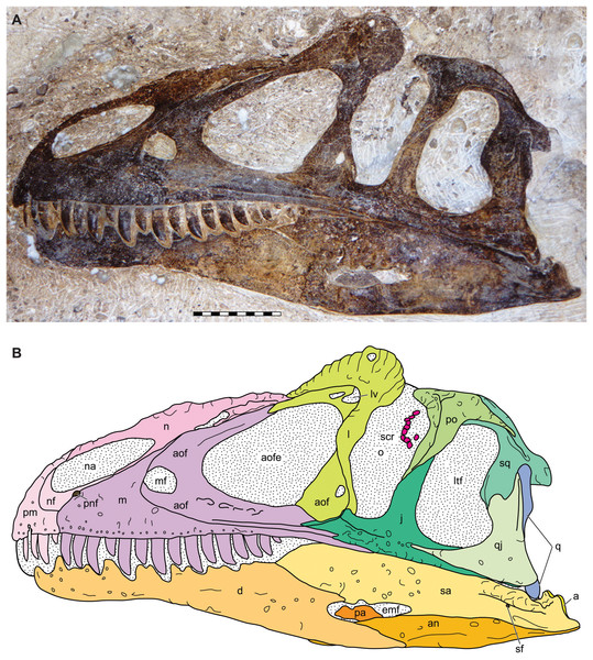 Figure 4: Lateral view of the skull of the holotype specimen of Allosaurus jimmadseni (DINO 11541). Photograph of skull (A) in left lateral view and (B) explanatory line drawing. Matrix shown as stippled in B. Photo by Dan Chure. Scale bar equals 10 cm. Osteological abbreviations : a, articular; an, angular; aof, antorbital fossa; aofe, antorbital fenestra; d, dentary; emf, external mandibular fenestra; j, jugal; l, lacrimal; lv, lacrimal vacuity; ltf, laterotemporal fenestra; m, maxilla; mf, ma
