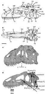 Figure 1: The skull of Allosaurus fragilis .