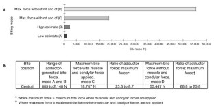 Figure 2: Estimated bite forces and skull strength.