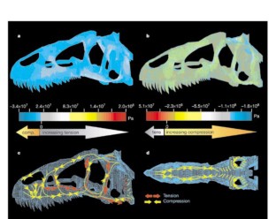 Figure 3: Stress distribution and vector plots for the skull of Allosaurus fragilis during a maximum impact bite without adductor muscle contraction (mode D).