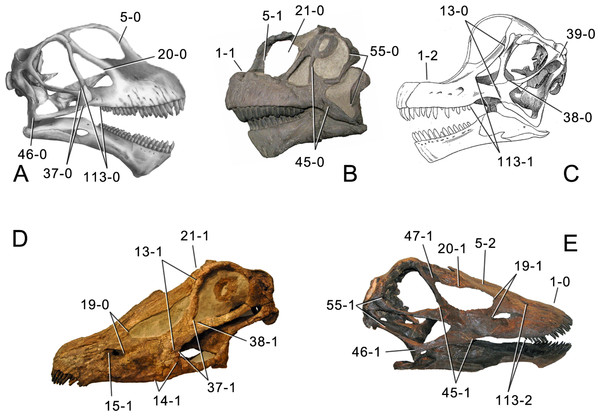 Figure 1: Sauropod skulls. Skulls of Mamenchisaurus youngi (A; modified from Ouyang & Ye, 2002 ), Camarasaurus sp. USNM 13786 (B) Giraffatitan brancai (C; modified from Janensch, 1935 ), Diplodocus sp. CM 11161 (D) and Galeamopus sp. SMA 0011 (E) in lateral view, illustrating the states of the characters 1, 5, 13, 14, 15, 19, 20, 21, 37, 38, 39, 45, 46, 47, 55, 113. Not to scale. Download full-size image DOI: 10.7717/peerj.857/fig-1