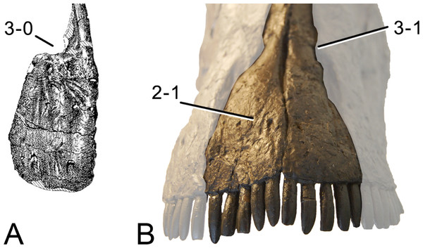 Figure 2: Anterior portions of sauropod premaxillae. Anterior portions of premaxillae of Camarasaurus (A; modified from Madsen, McIntosh & Berman, 1995 ) and Galeamopus sp. SMA 0011 (B) in anterodorsal view, illustrating the states of characters 2 and 3. Not to scale. Download full-size image DOI: 10.7717/peerj.857/fig-2
