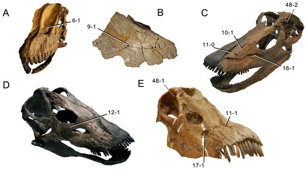 Figure 3: Sauropod skulls. Skulls (A, C–E) or maxilla (B) of Camarasaurus sp. SMA 0002 (A) Dicraeosaurus hansemanni MB.R.2336 (B) Kaatedocus siberi SMA 0004 (C) Galeamopus sp. SMA 0011 (D) and Diplodocus sp. CM 11161 (E) in anterolateral view, illustrating the states of the characters 6, 9, 10, 11, 12, 16, 17, 48. Not to scale. Download full-size image DOI: 10.7717/peerj.857/fig-3