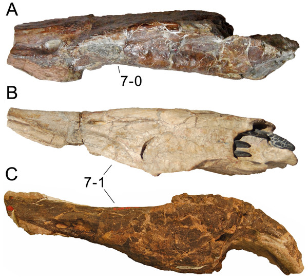 Figure 4: Sauropod premaxillae. Premaxillae of Suuwassea emilieae ANS 21122 (A) Dicraeosaurus hansemanni MB.R.2337 (B) and Galeamopus sp. USNM 2673 (C, left element reversed) in lateral view, illustrating the states of character 7. Not to scale. Download full-size image DOI: 10.7717/peerj.857/fig-4