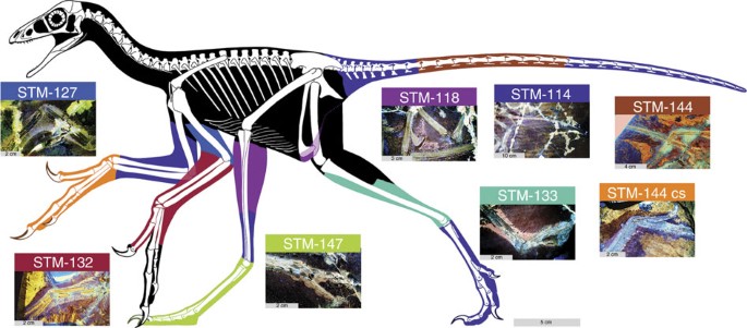 Figure 1: Reconstructed body outline of basal paravian Anchiornis using LSF images.