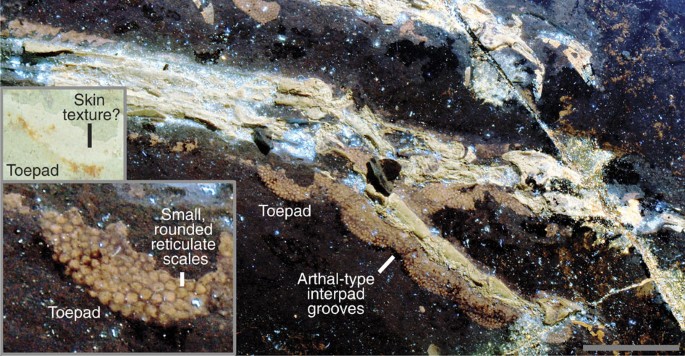 Figure 3: Plantar footpads of Anchiornis STM-0-147.