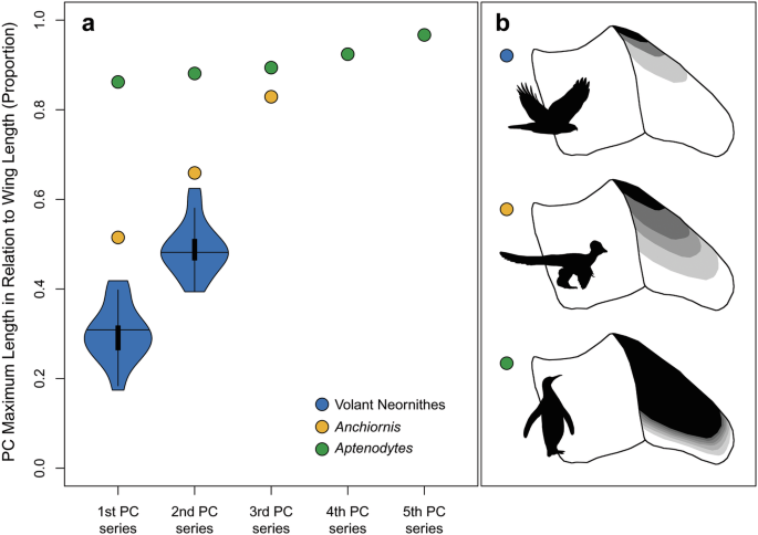 Fig. 2: Pattern of primary coverts in modern birds and Anchiornis huxleyi .