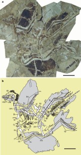 Figure 2: Anchiornis huxleyi LPM-B00169.